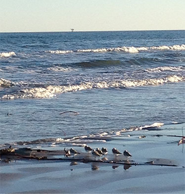 Photo Birds on Beach